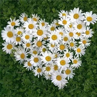 火狐官网下载手机版